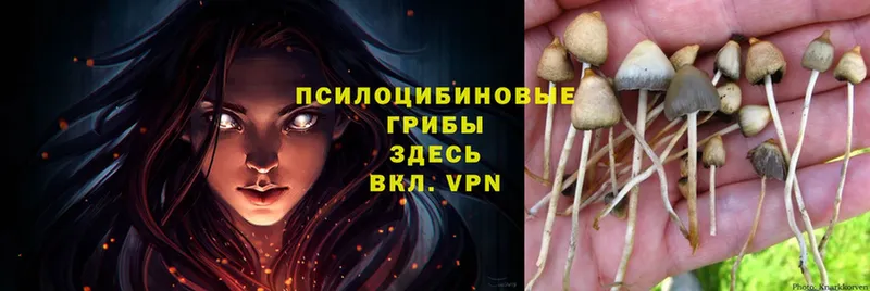 Псилоцибиновые грибы MAGIC MUSHROOMS  Козьмодемьянск 